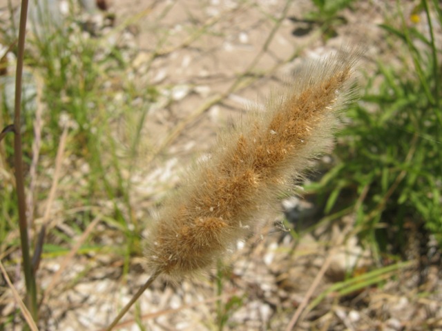 Polypogon monspeliensis